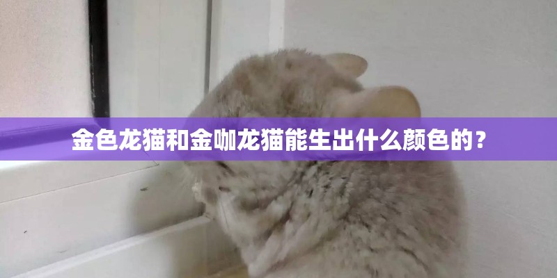 金色龙猫和金咖龙猫能生出什么颜色的？