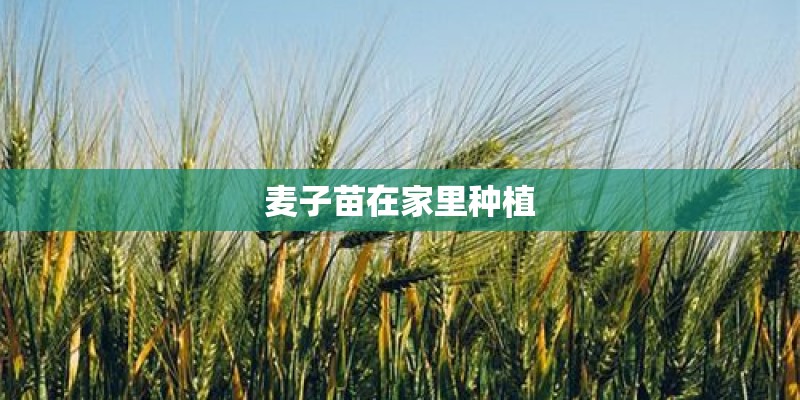 麦子苗在家里种植