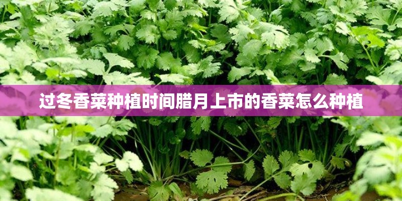 过冬香菜种植时间腊月上市的香菜怎么种植