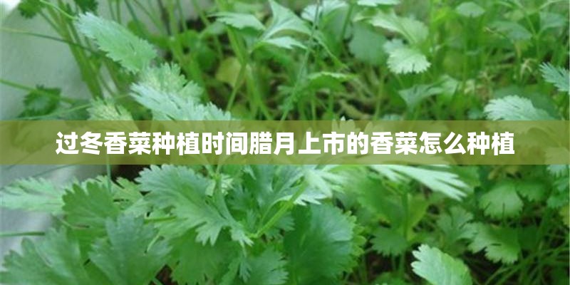 过冬香菜种植时间腊月上市的香菜怎么种植