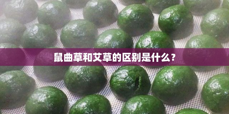 鼠曲草和艾草的区别是什么？