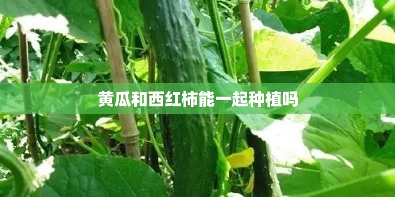 黄瓜和西红柿能一起种植吗