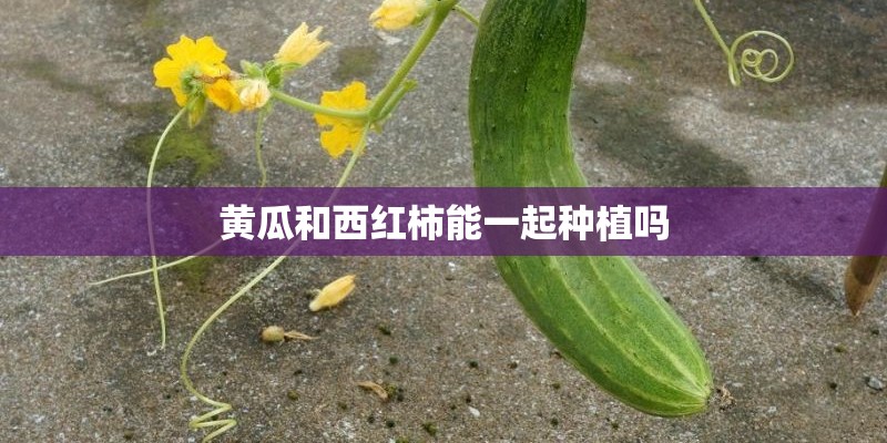 黄瓜和西红柿能一起种植吗