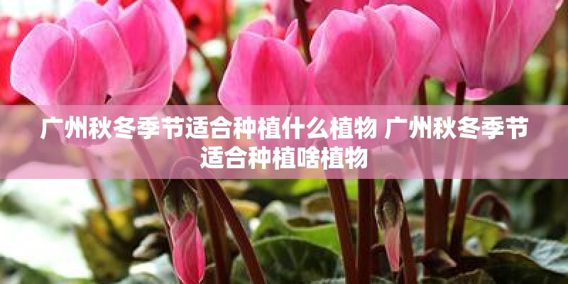 广州秋冬季节适合种植什么植物 广州秋冬季节适合种植啥植物