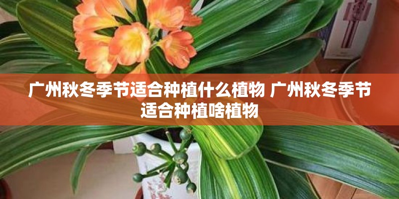 广州秋冬季节适合种植什么植物 广州秋冬季节适合种植啥植物