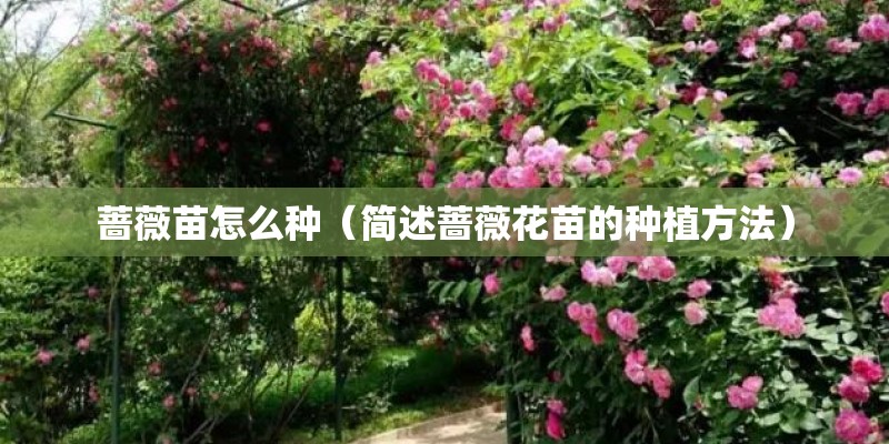 蔷薇苗怎么种（简述蔷薇花苗的种植方法）