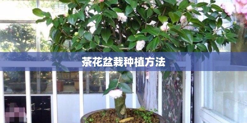 茶花盆栽种植方法