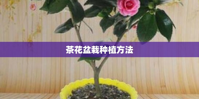 茶花盆栽种植方法