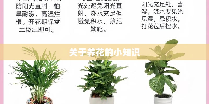 关于养花的小知识