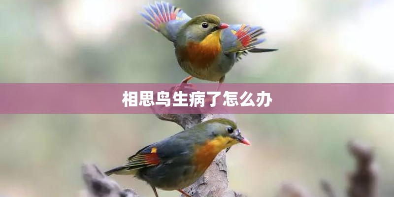 相思鸟生病了怎么办