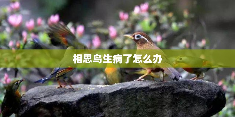 相思鸟生病了怎么办
