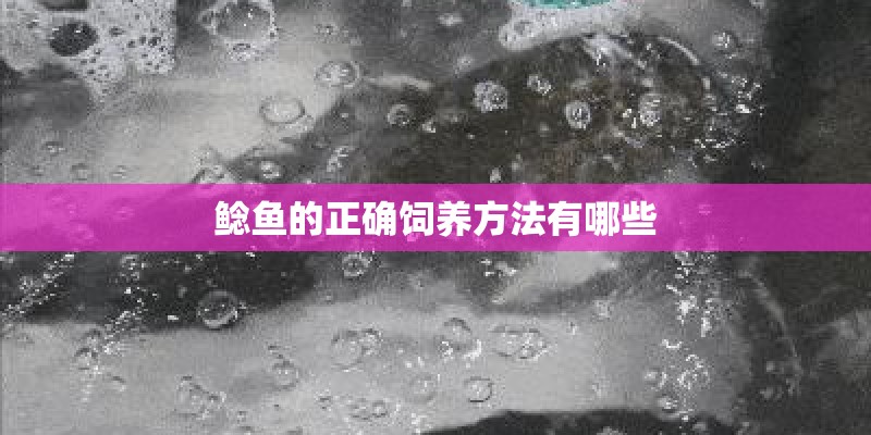 鲶鱼的正确饲养方法有哪些