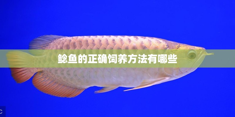 鲶鱼的正确饲养方法有哪些