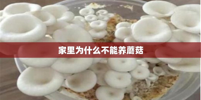 家里为什么不能养蘑菇
