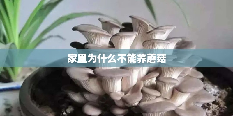 家里为什么不能养蘑菇