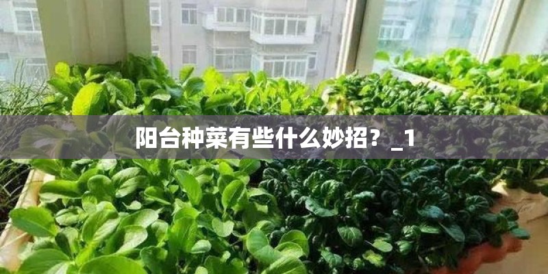 阳台种菜有些什么妙招？_1