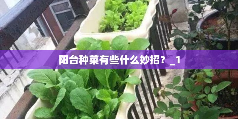 阳台种菜有些什么妙招？_1