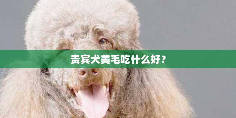 贵宾犬美毛吃什么好？