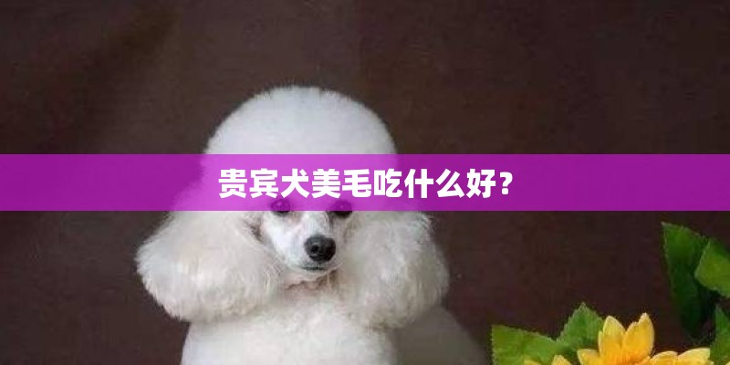 贵宾犬美毛吃什么好？