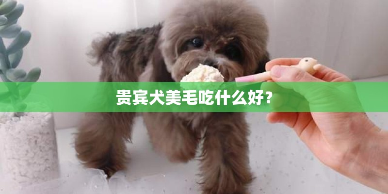 贵宾犬美毛吃什么好？