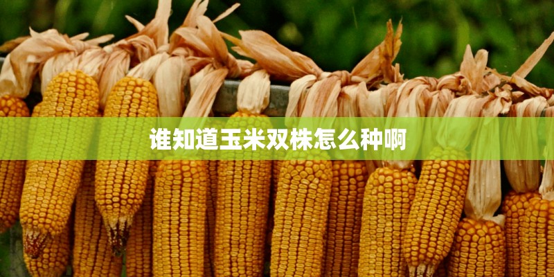 谁知道玉米双株怎么种啊