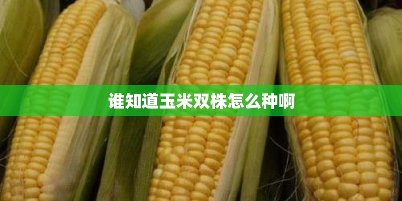 谁知道玉米双株怎么种啊