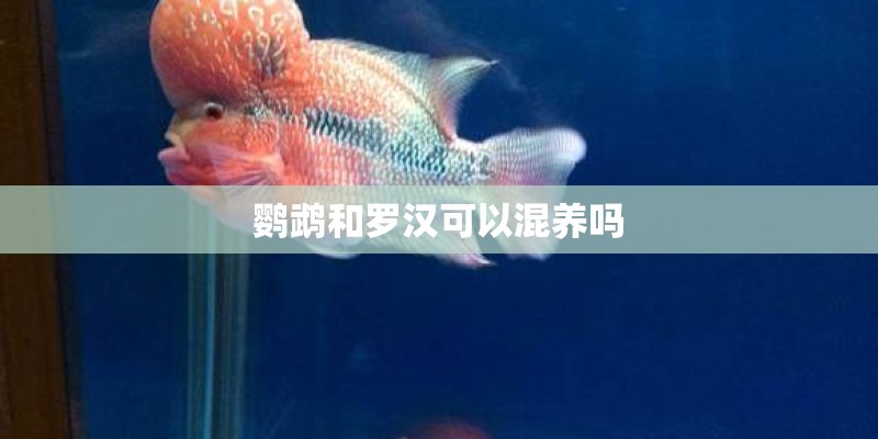 鹦鹉和罗汉可以混养吗