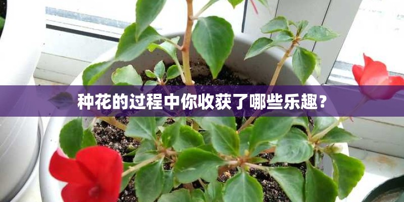 种花的过程中你收获了哪些乐趣？