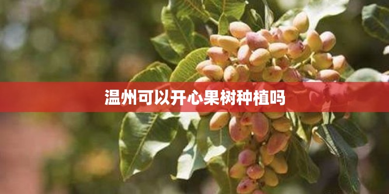温州可以开心果树种植吗