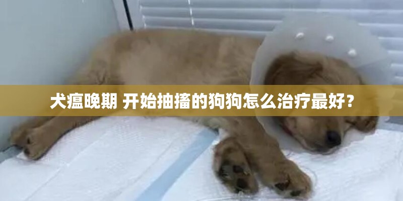 犬瘟晚期 开始抽搐的狗狗怎么治疗最好？