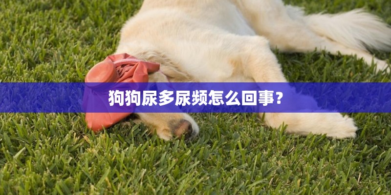 狗狗尿多尿频怎么回事？