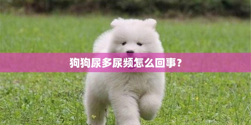 狗狗尿多尿频怎么回事？