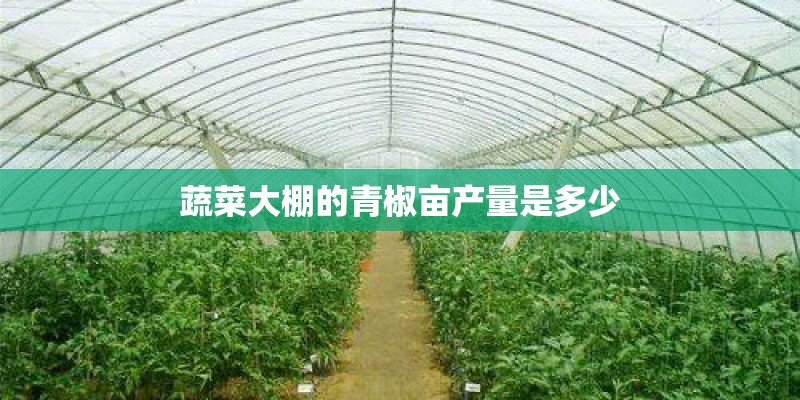 蔬菜大棚的青椒亩产量是多少