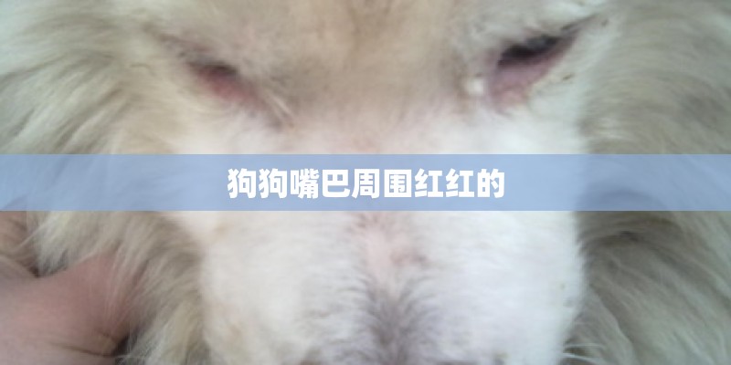 狗狗嘴巴周围红红的