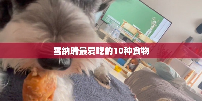 雪纳瑞最爱吃的10种食物