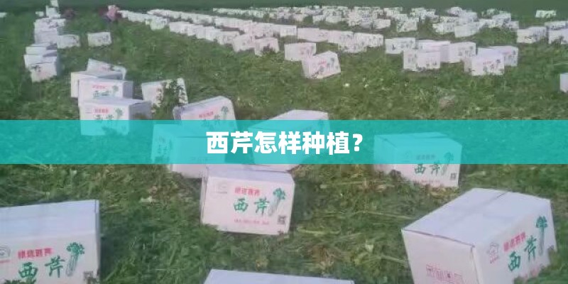 西芹怎样种植？