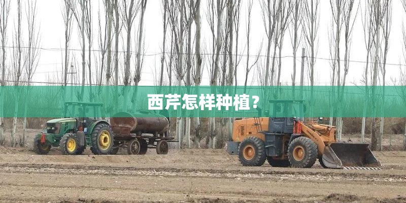 西芹怎样种植？
