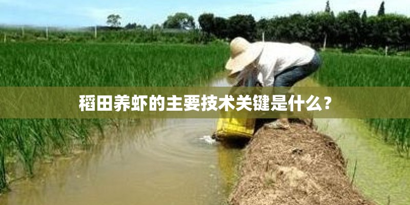 稻田养虾的主要技术关键是什么？
