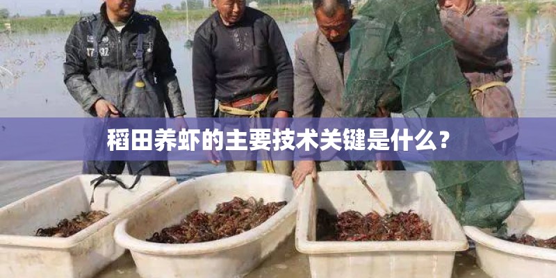 稻田养虾的主要技术关键是什么？