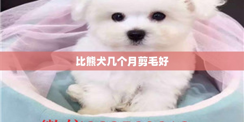 比熊犬几个月剪毛好
