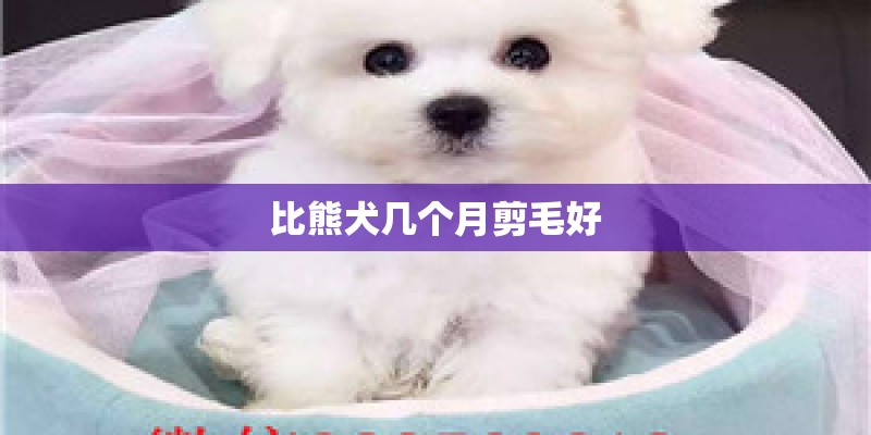 比熊犬几个月剪毛好