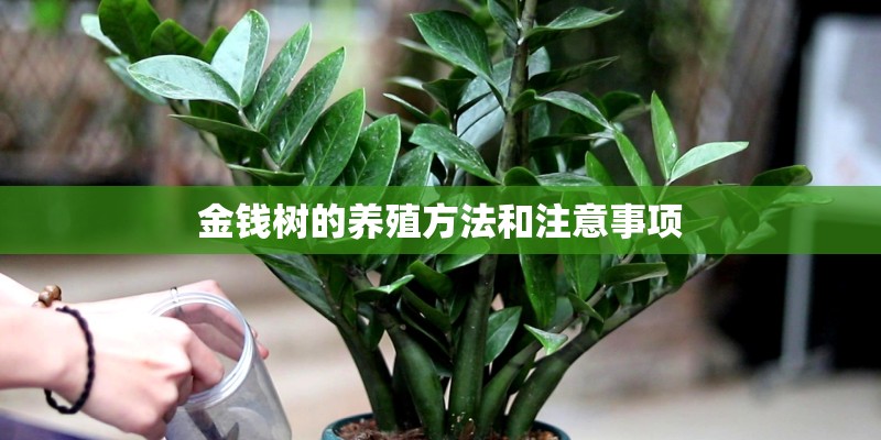金钱树的养殖方法和注意事项