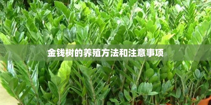 金钱树的养殖方法和注意事项
