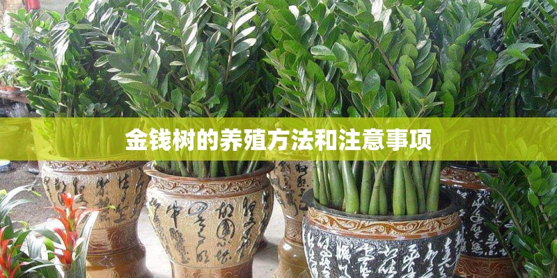 金钱树的养殖方法和注意事项