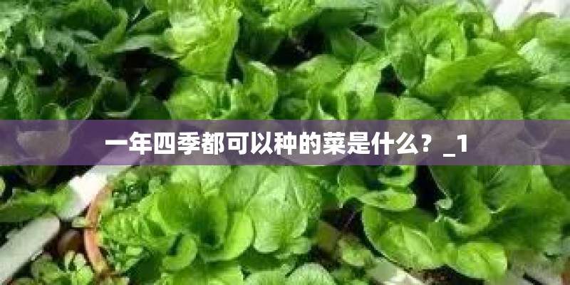 一年四季都可以种的菜是什么？_1