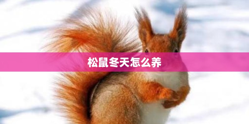 松鼠冬天怎么养