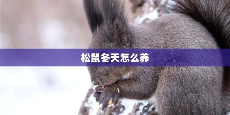 松鼠冬天怎么养