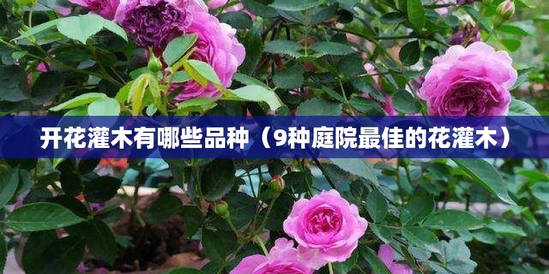 开花灌木有哪些品种（9种庭院最佳的花灌木）