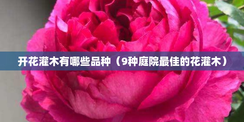 开花灌木有哪些品种（9种庭院最佳的花灌木）