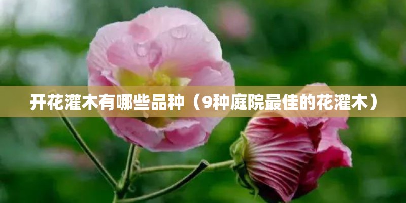 开花灌木有哪些品种（9种庭院最佳的花灌木）